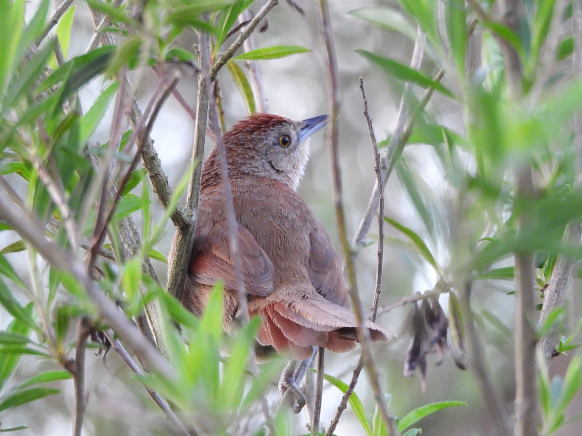ムネアカアレチカマドドリ - ML642359039