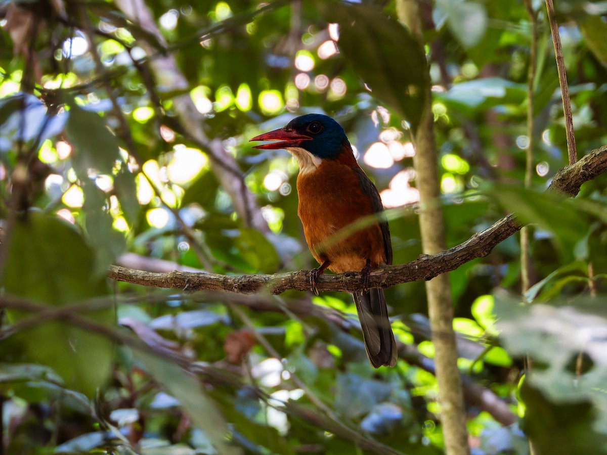 Green-backed Kingfisher (Blue-headed) - ML642359041