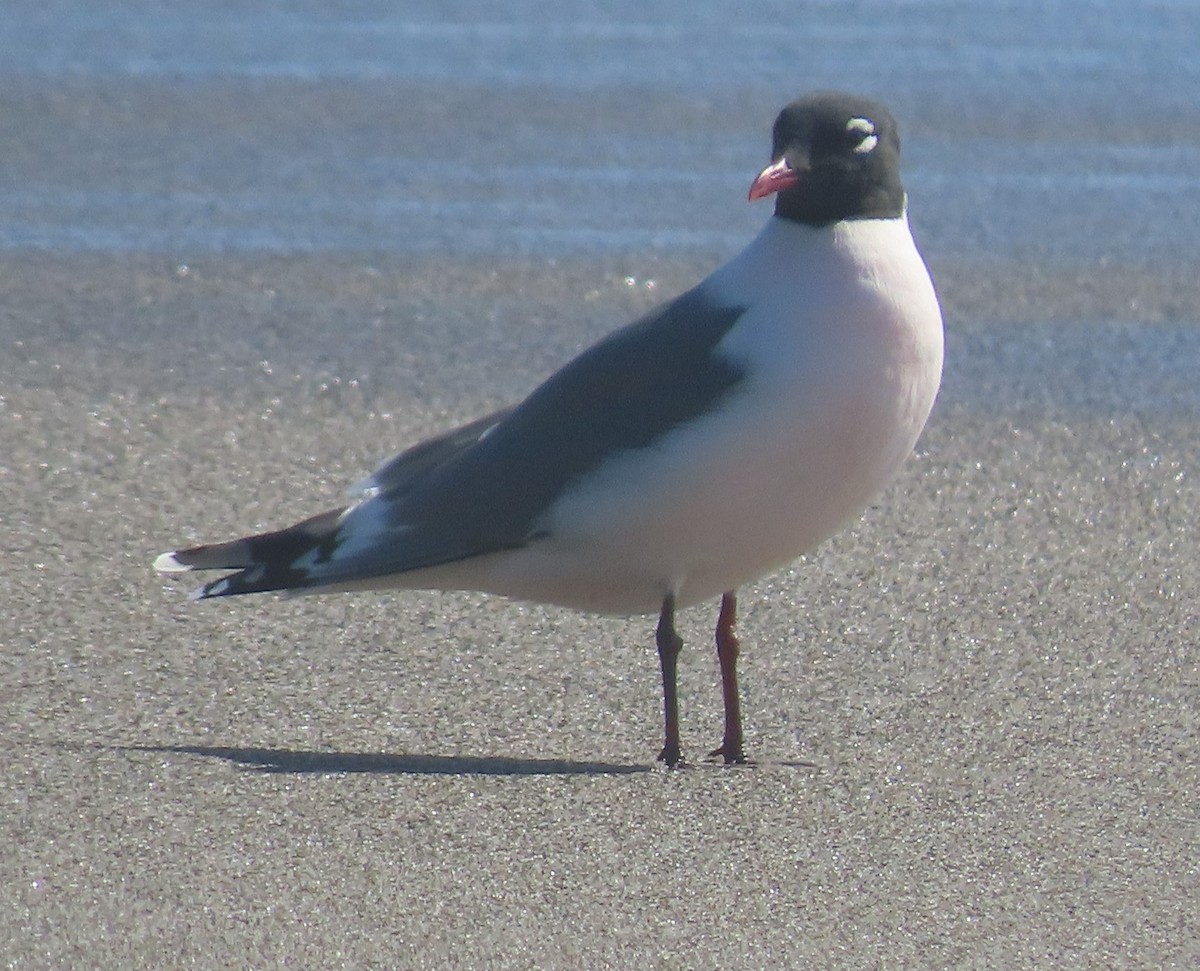 Gabbiano di Franklin - ML642359045