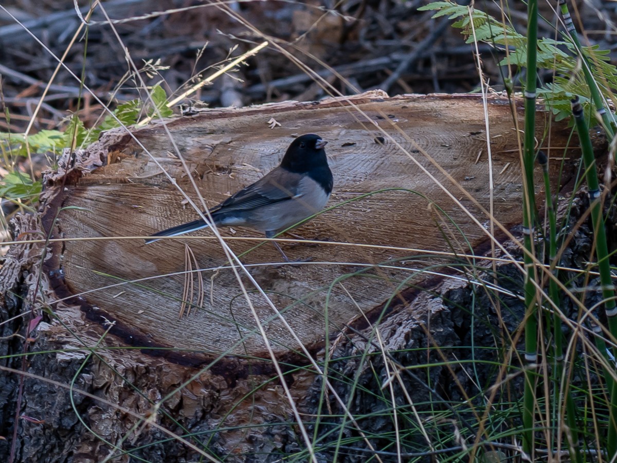 Dark-eyed Junco - ML642359049