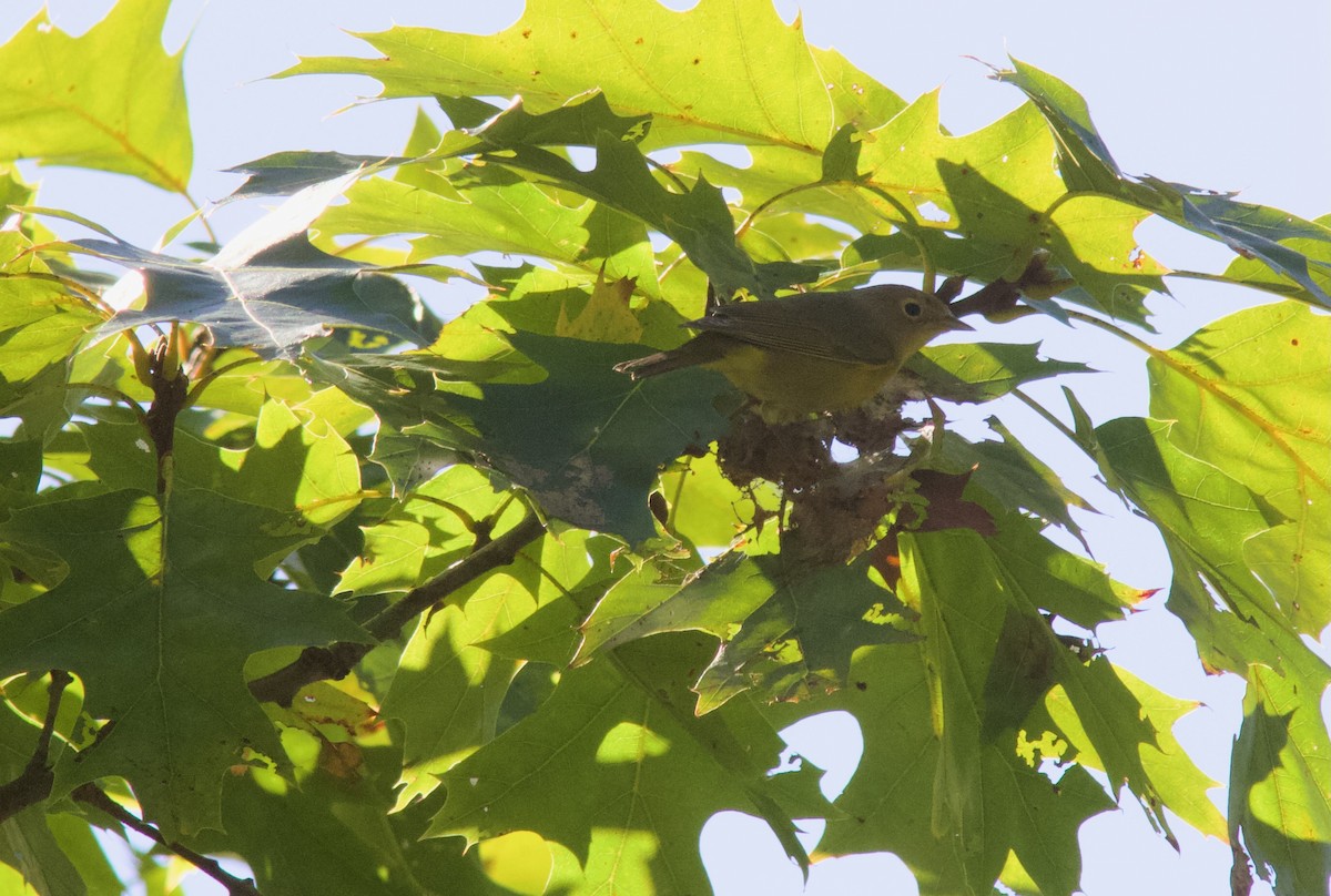 Nashville Warbler - ML642359058