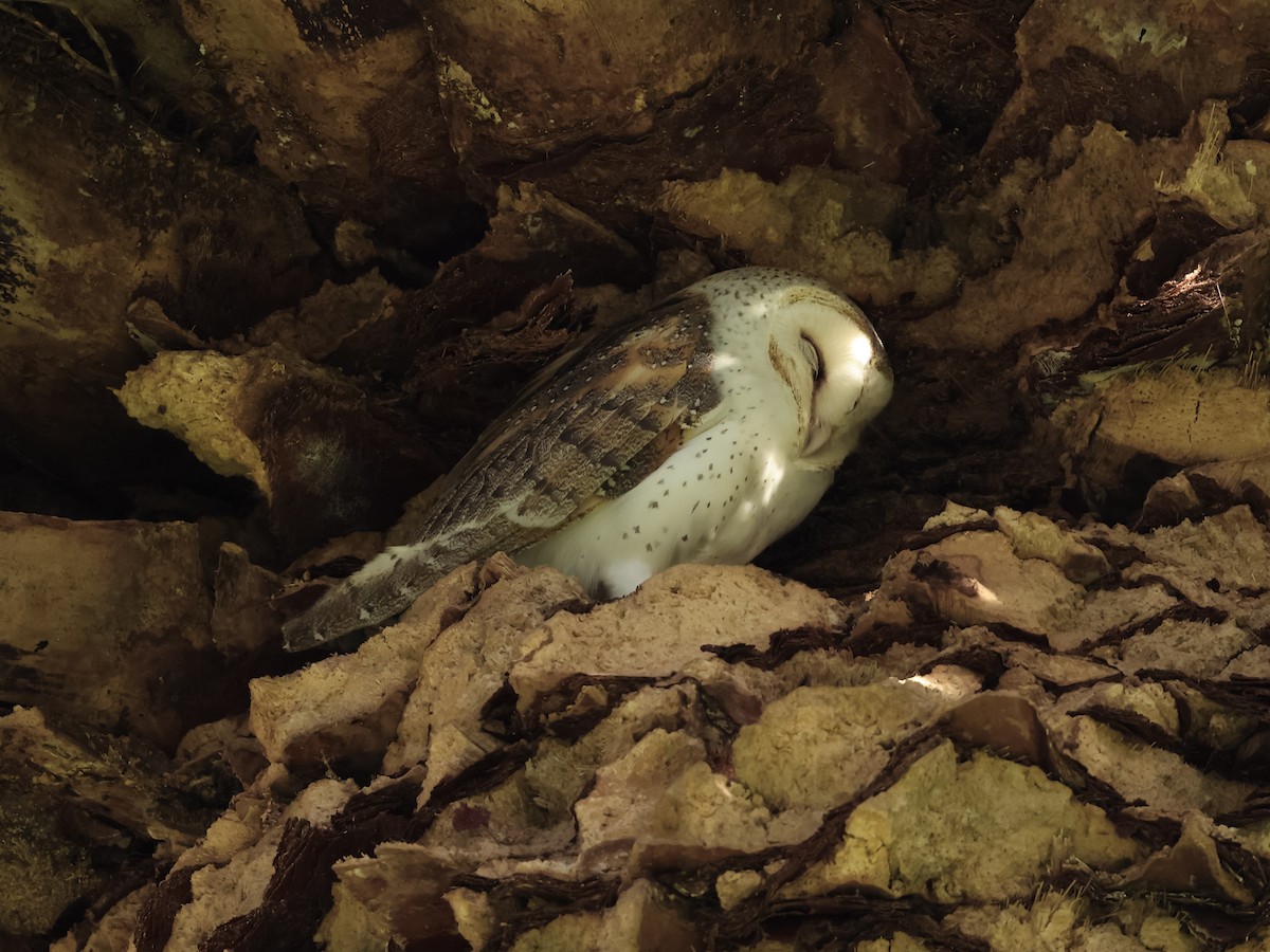 Eastern Barn Owl - ML642359069