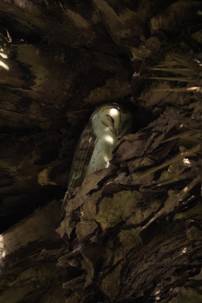 Eastern Barn Owl - ML642359070