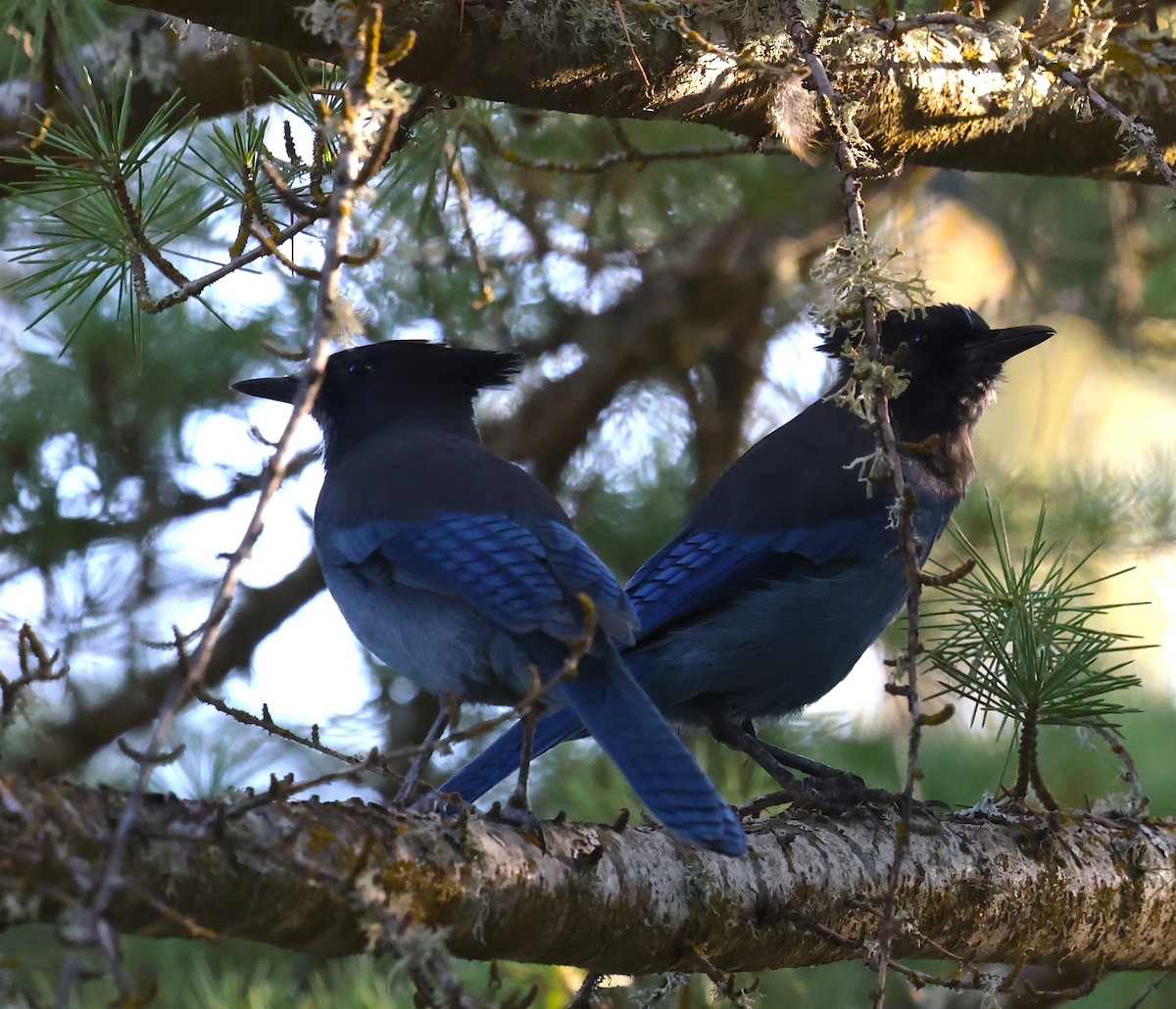 Steller's Jay - ML642359071