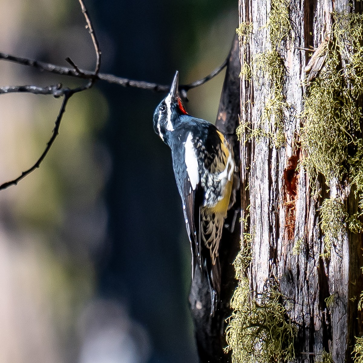 Williamson's Sapsucker - ML642359074