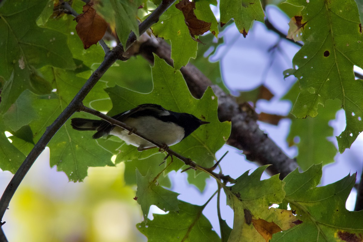 Black-throated Blue Warbler - Richard Garrigus