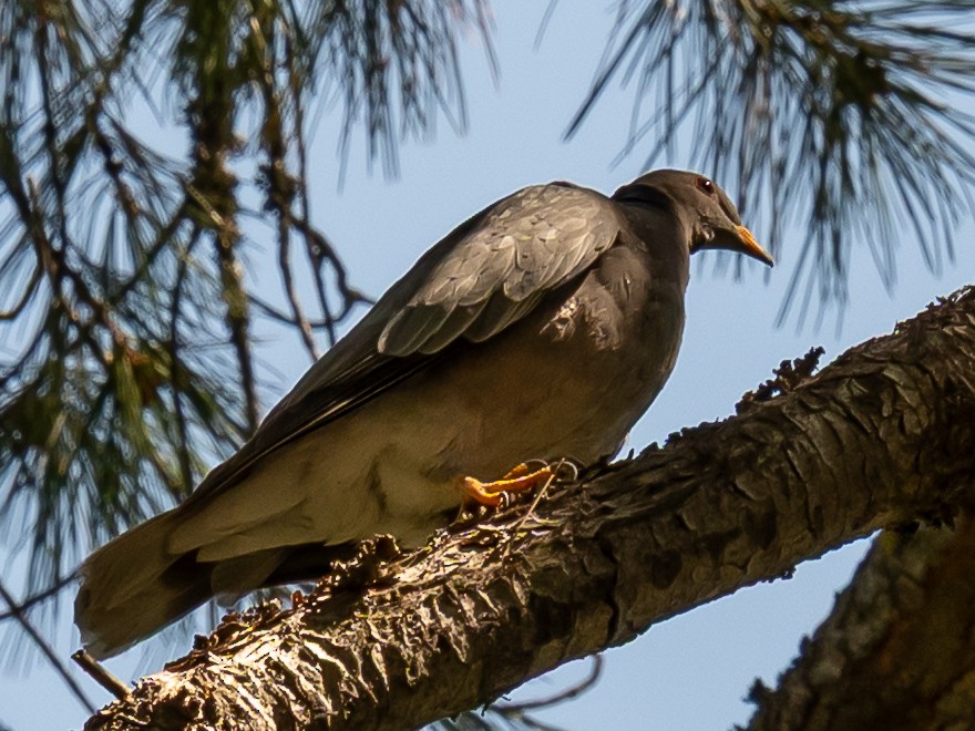 Band-tailed Pigeon - ML642359101