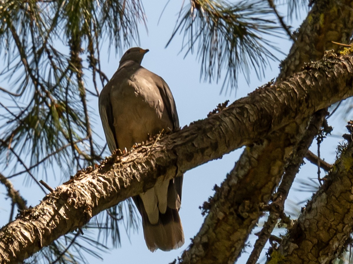 Band-tailed Pigeon - ML642359102