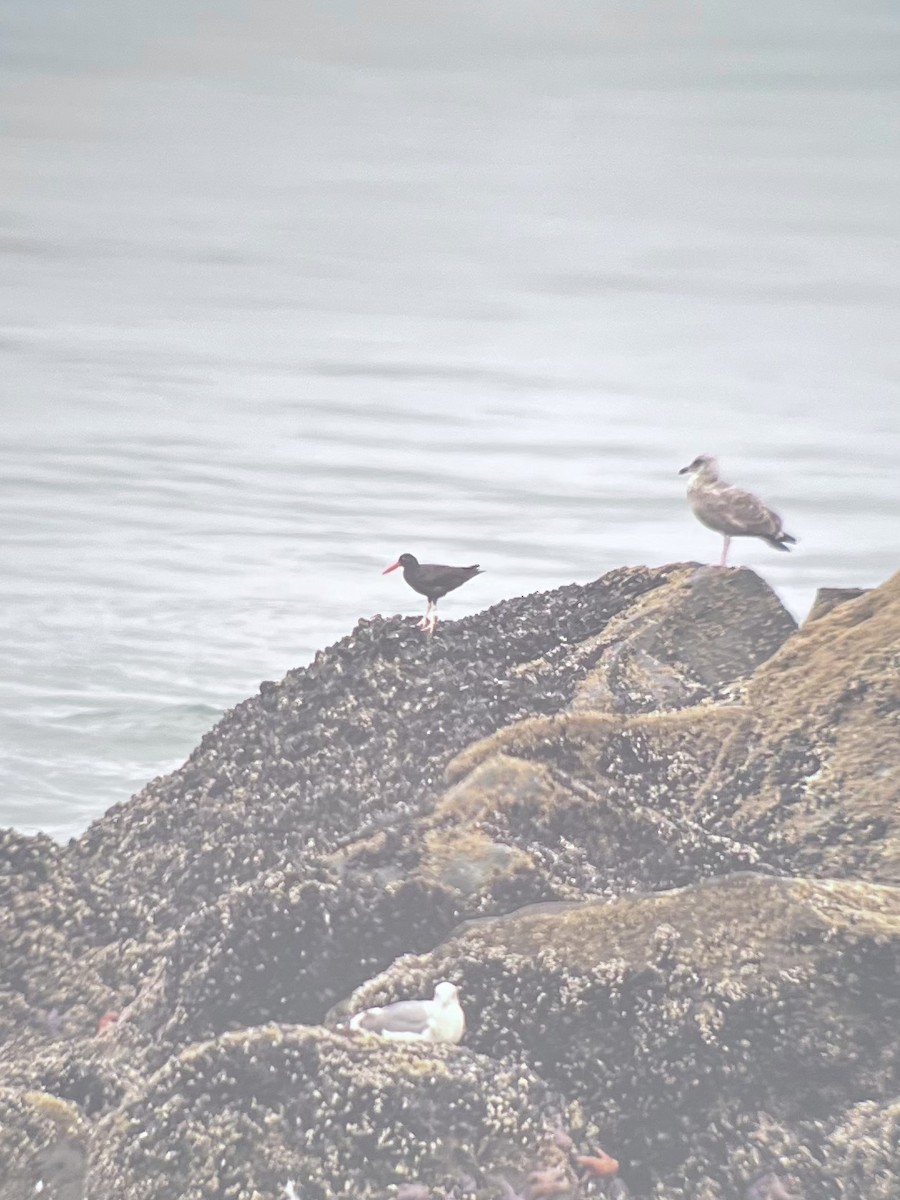Black Oystercatcher - ML642359104