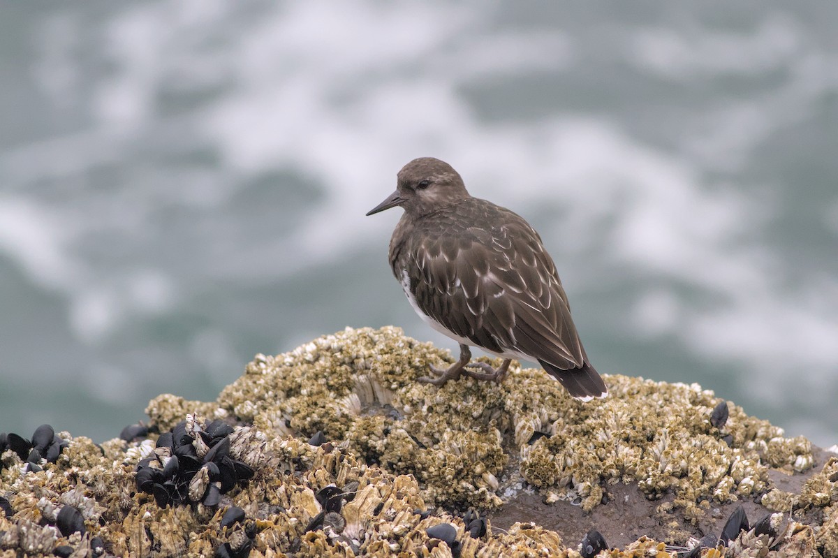 Black Turnstone - ML642359108