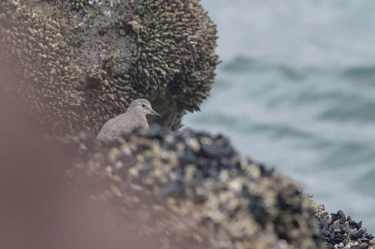 Surfbird - ML642359112