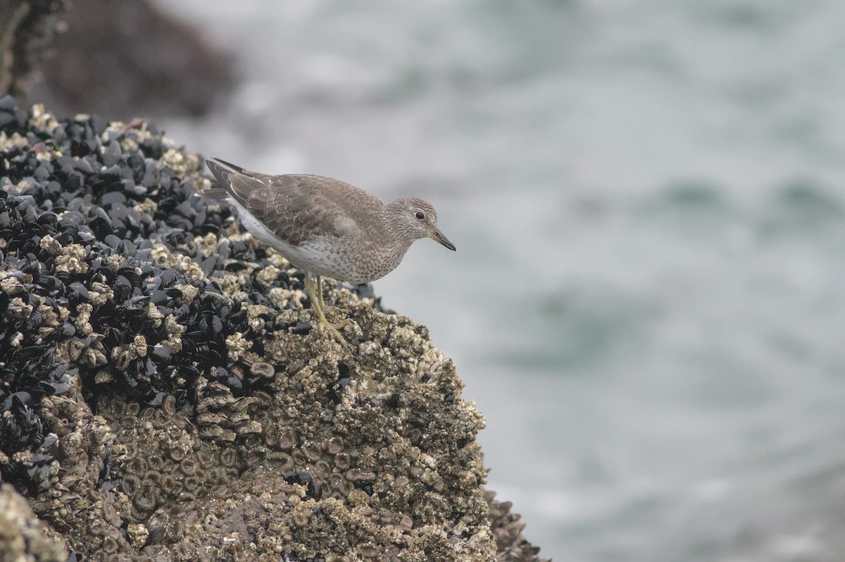 Surfbird - ML642359113