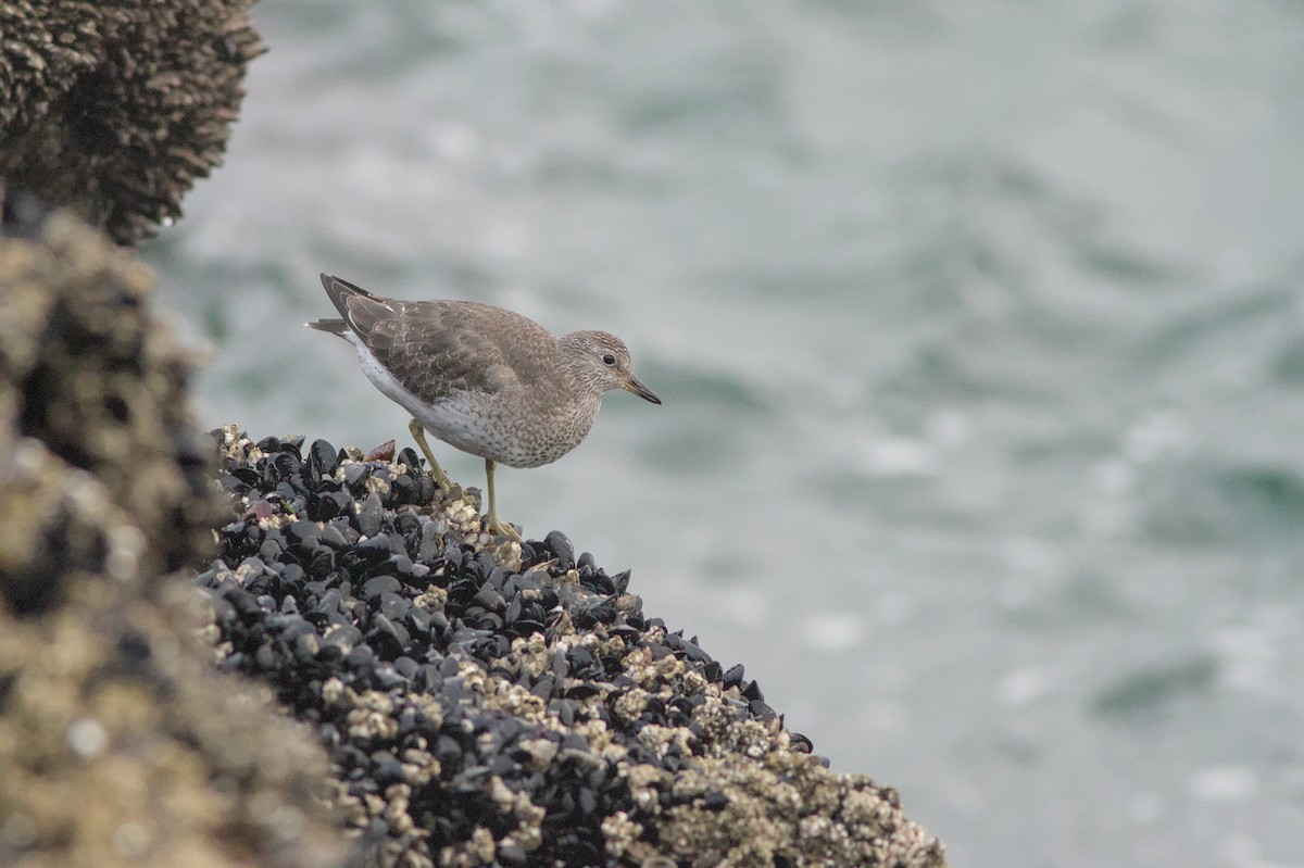 Surfbird - ML642359115