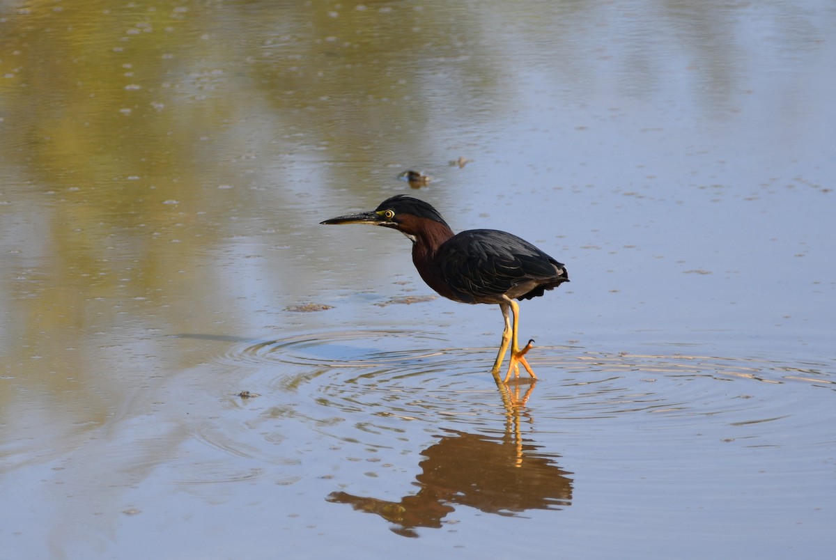 Green Heron - ML642359132