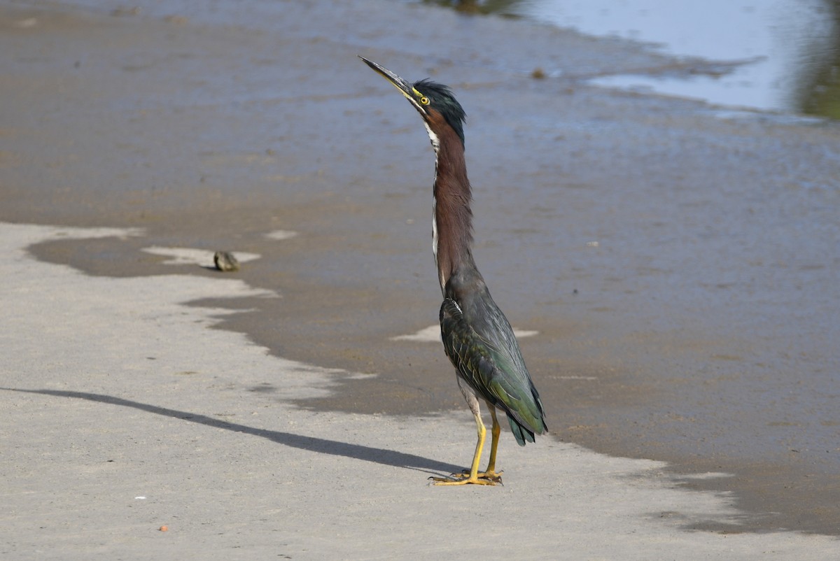 Green Heron - ML642359133