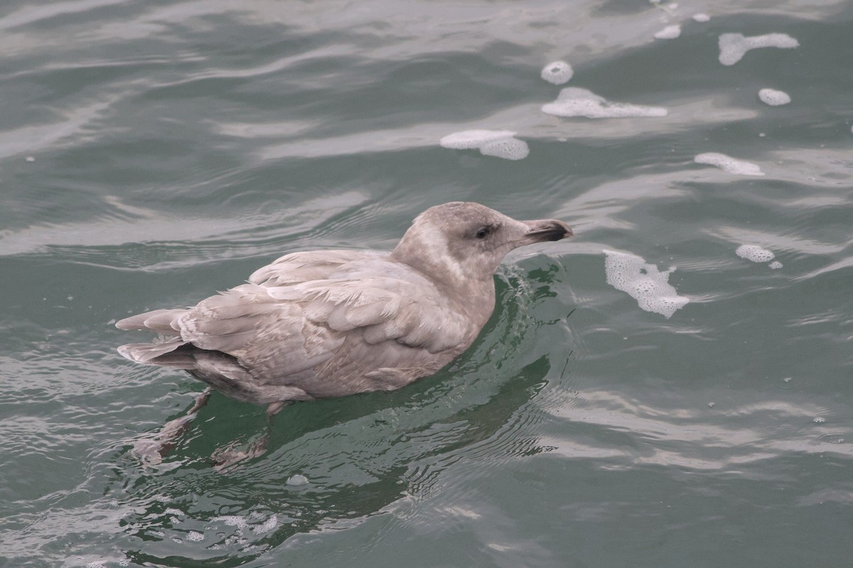 Glaucous-winged Gull - ML642359145