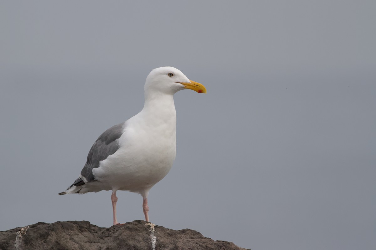 Western Gull - ML642359146