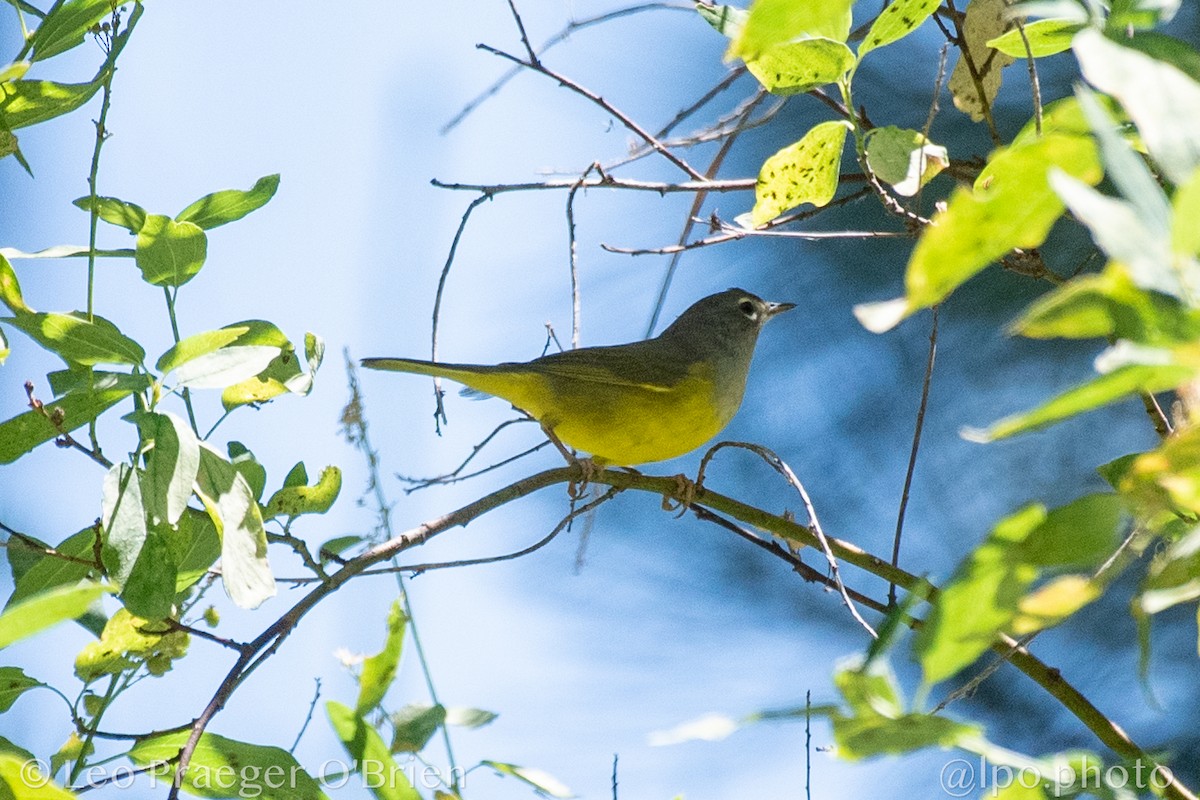 MacGillivray's Warbler - ML642359178