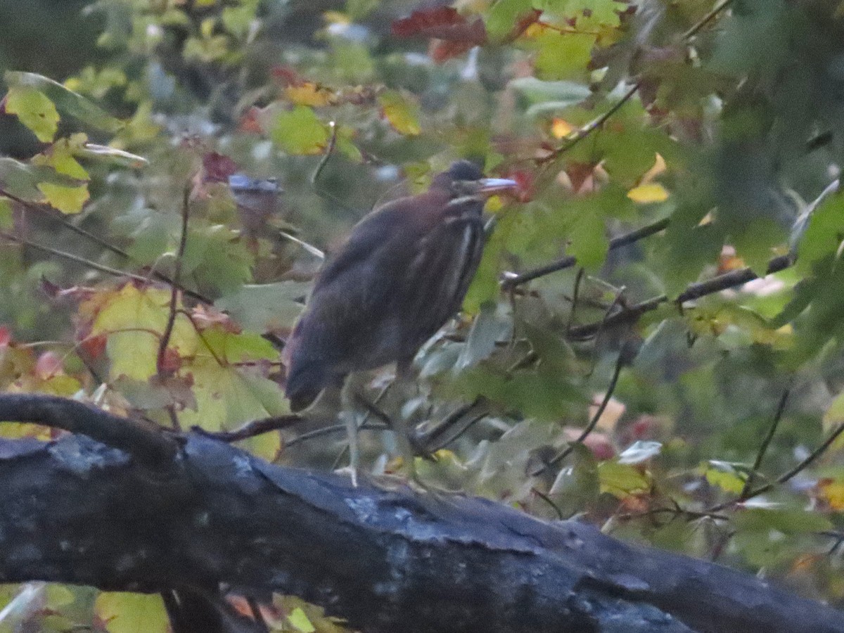 Green Heron - ML642359181