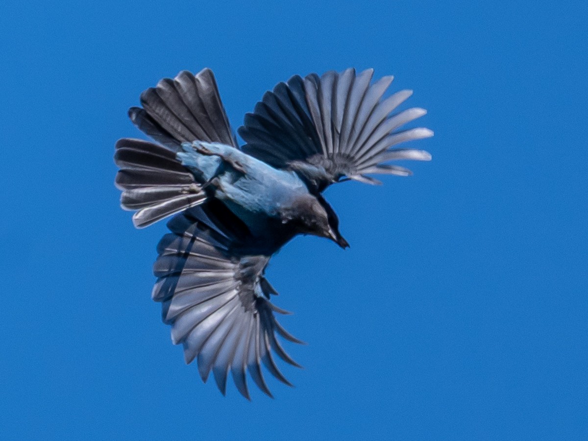 Steller's Jay - ML642359205