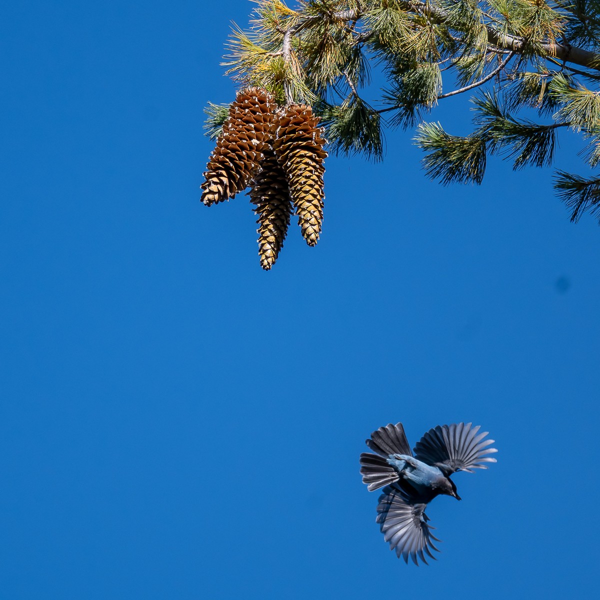 Steller's Jay - ML642359206