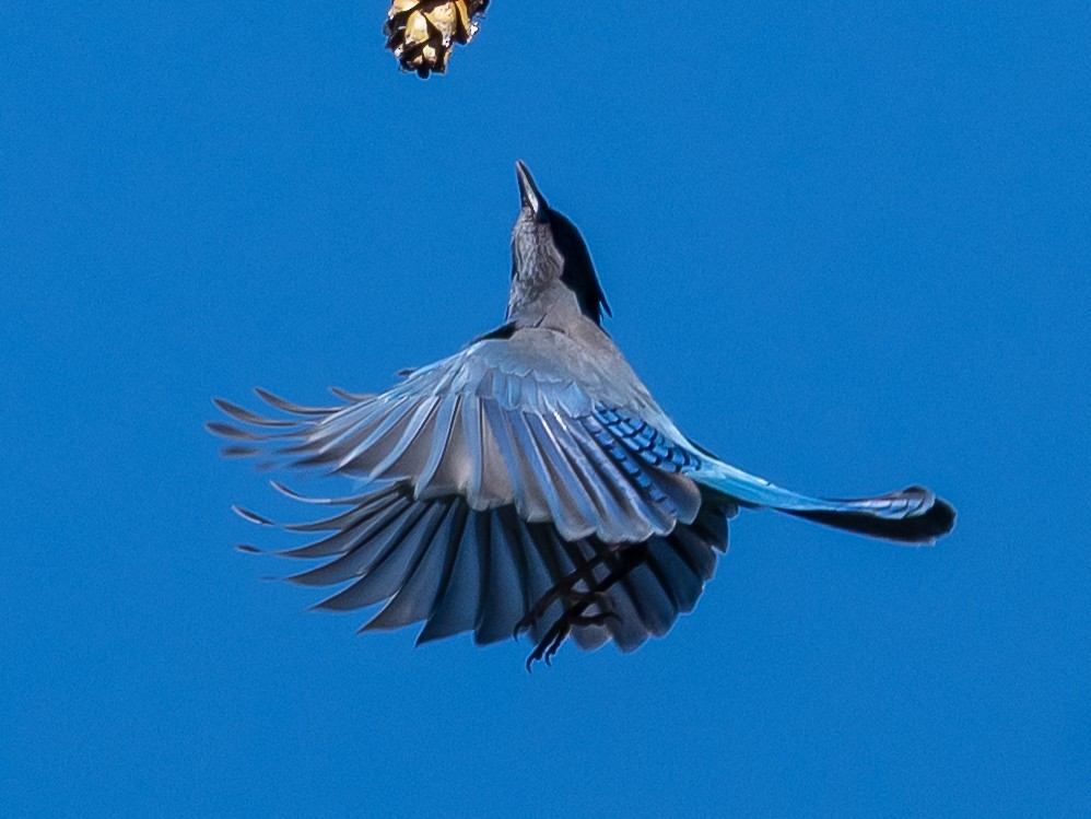 Steller's Jay - ML642359215