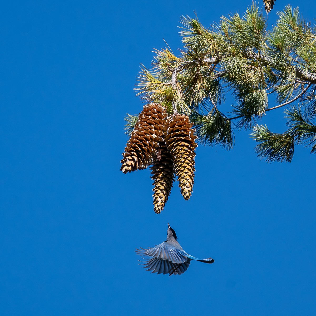 Steller's Jay - ML642359216