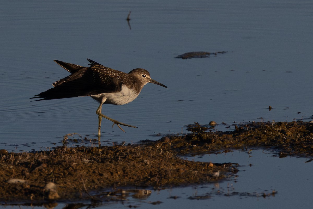 Solitary Sandpiper - ML642359242