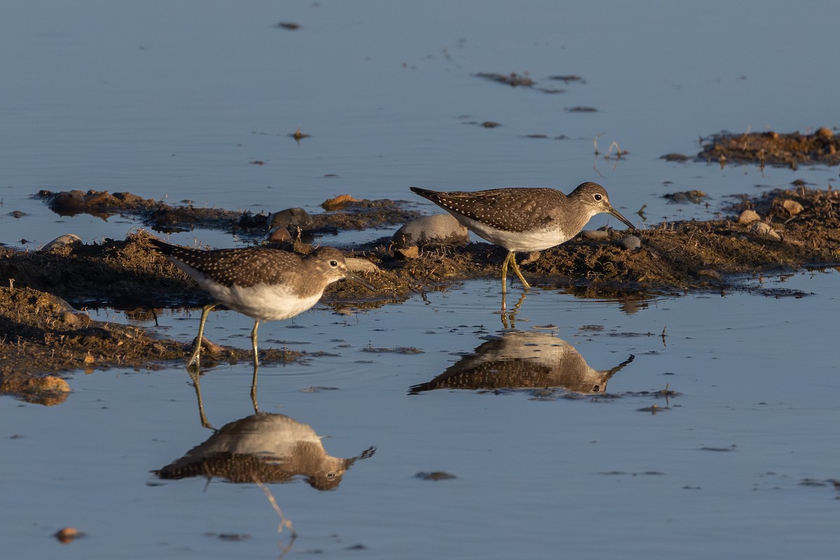 Solitary Sandpiper - ML642359243
