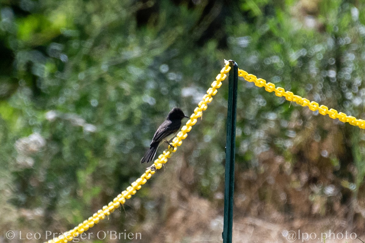 Black Phoebe - ML642359245
