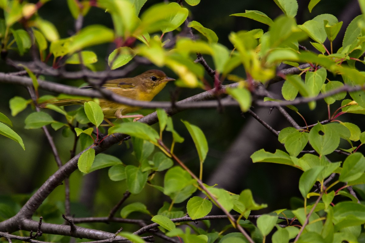 Common Yellowthroat - ML642359249