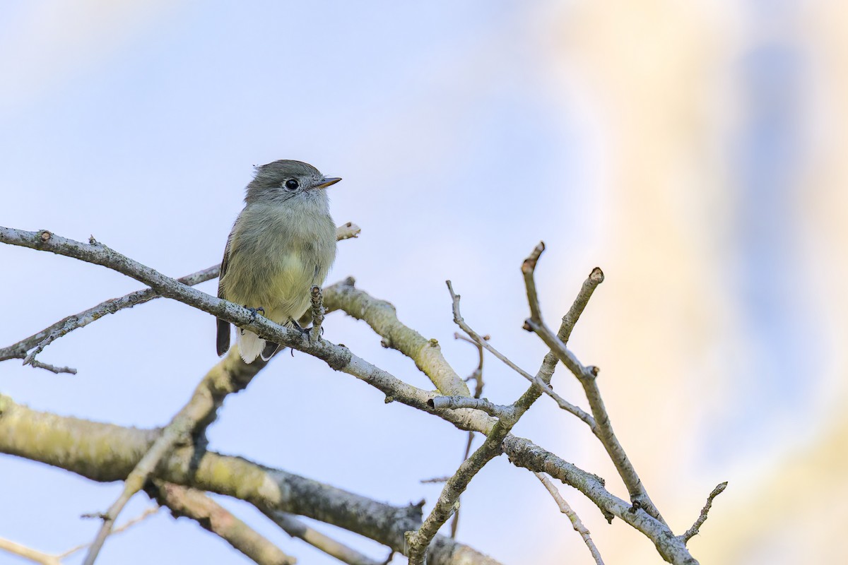 Hammond's Flycatcher - ML642359252