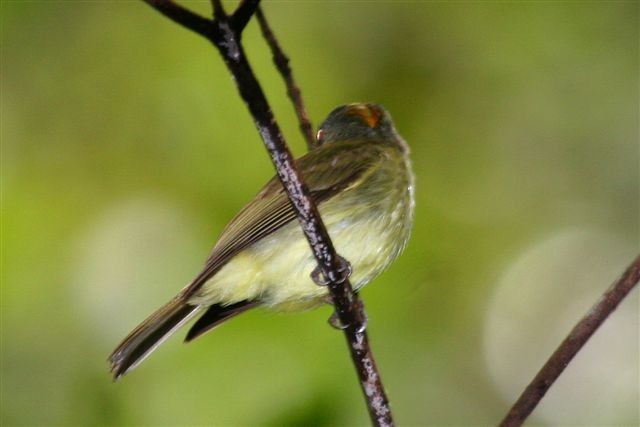 Saffron-crested Tyrant-Manakin - ML642359254