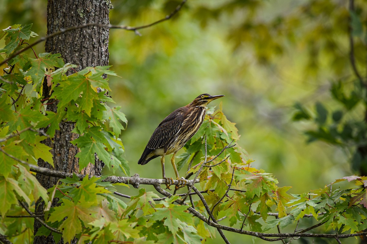 Green Heron - ML642359257
