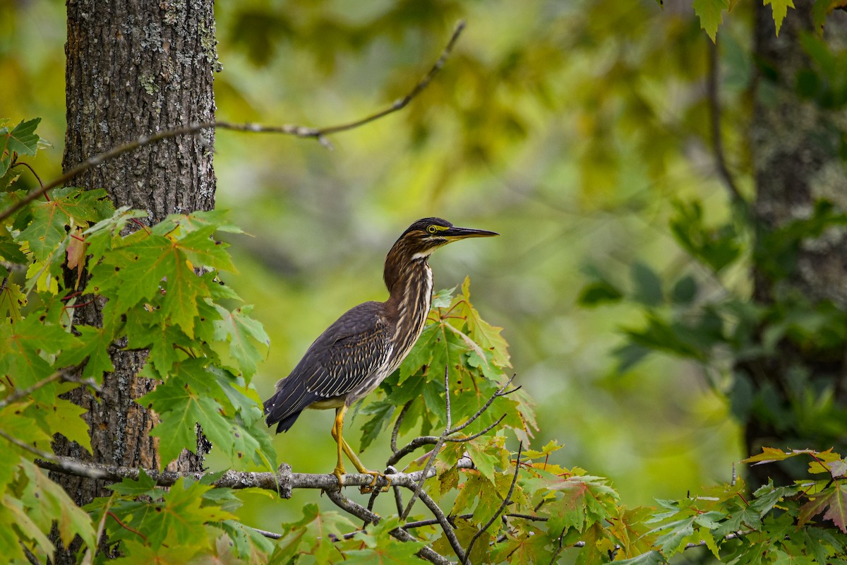 Green Heron - ML642359258