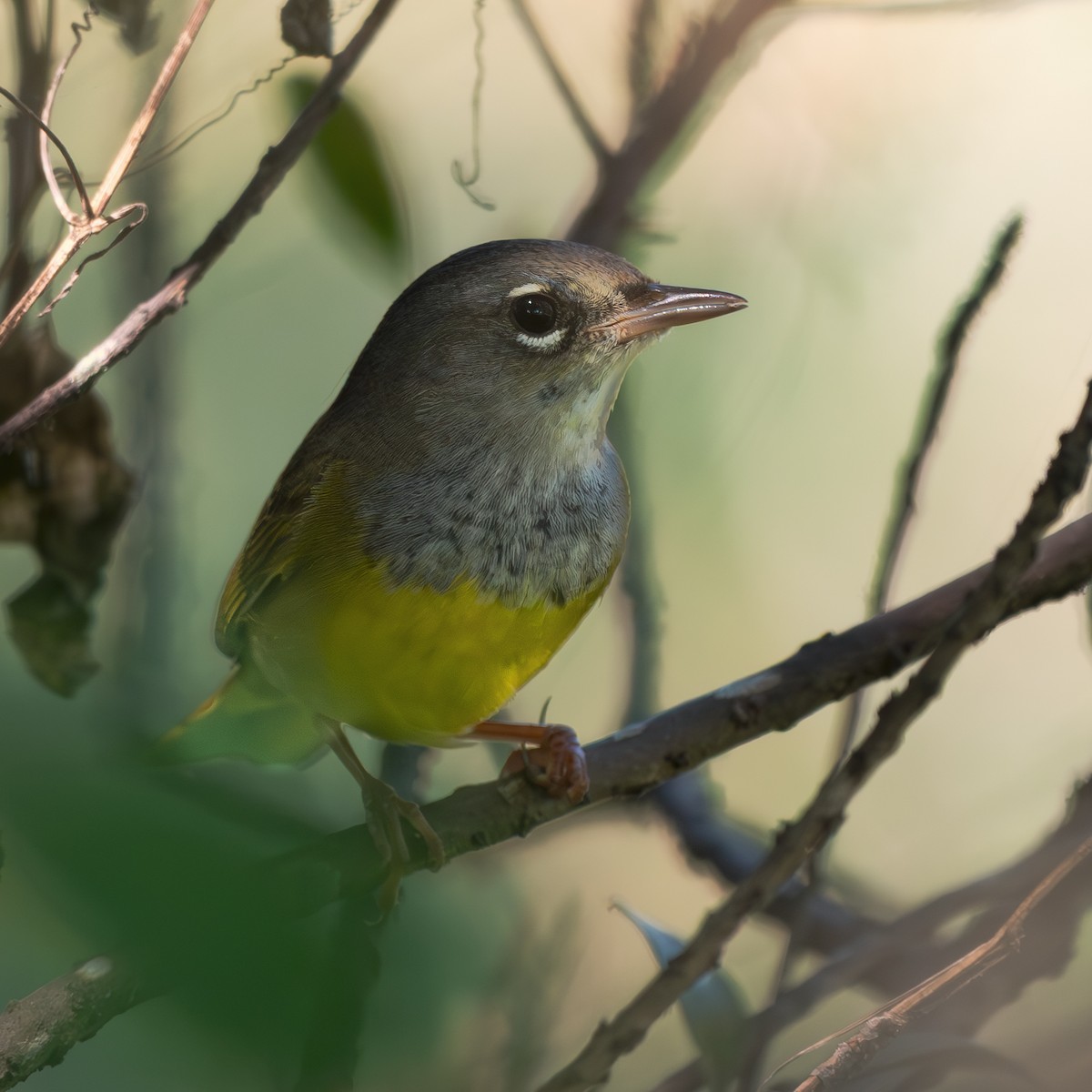 MacGillivray's Warbler - ML642359261