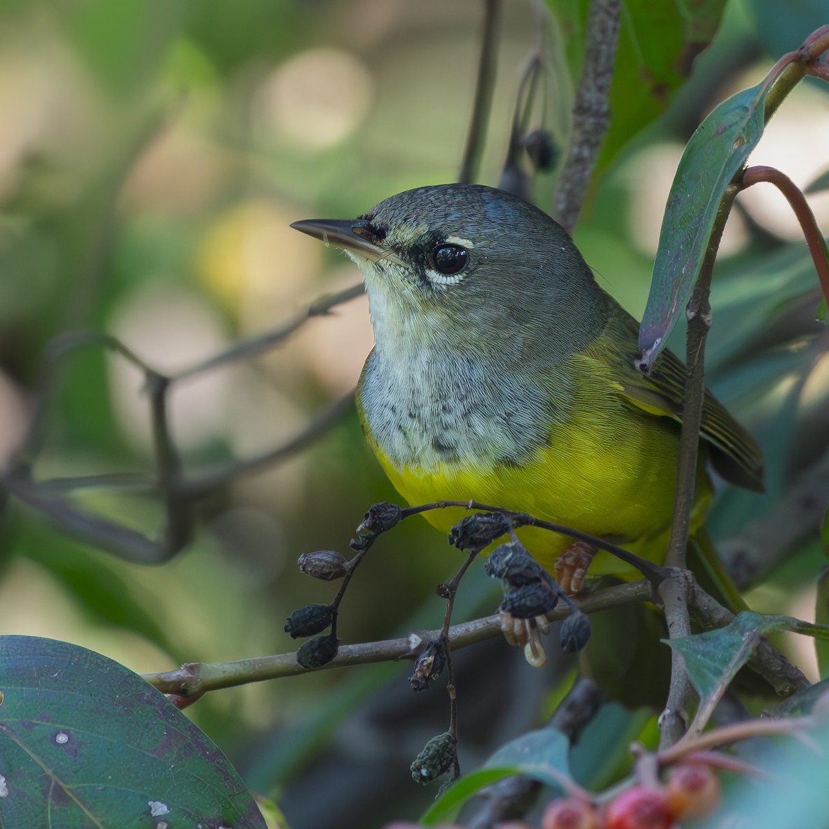 MacGillivray's Warbler - ML642359262