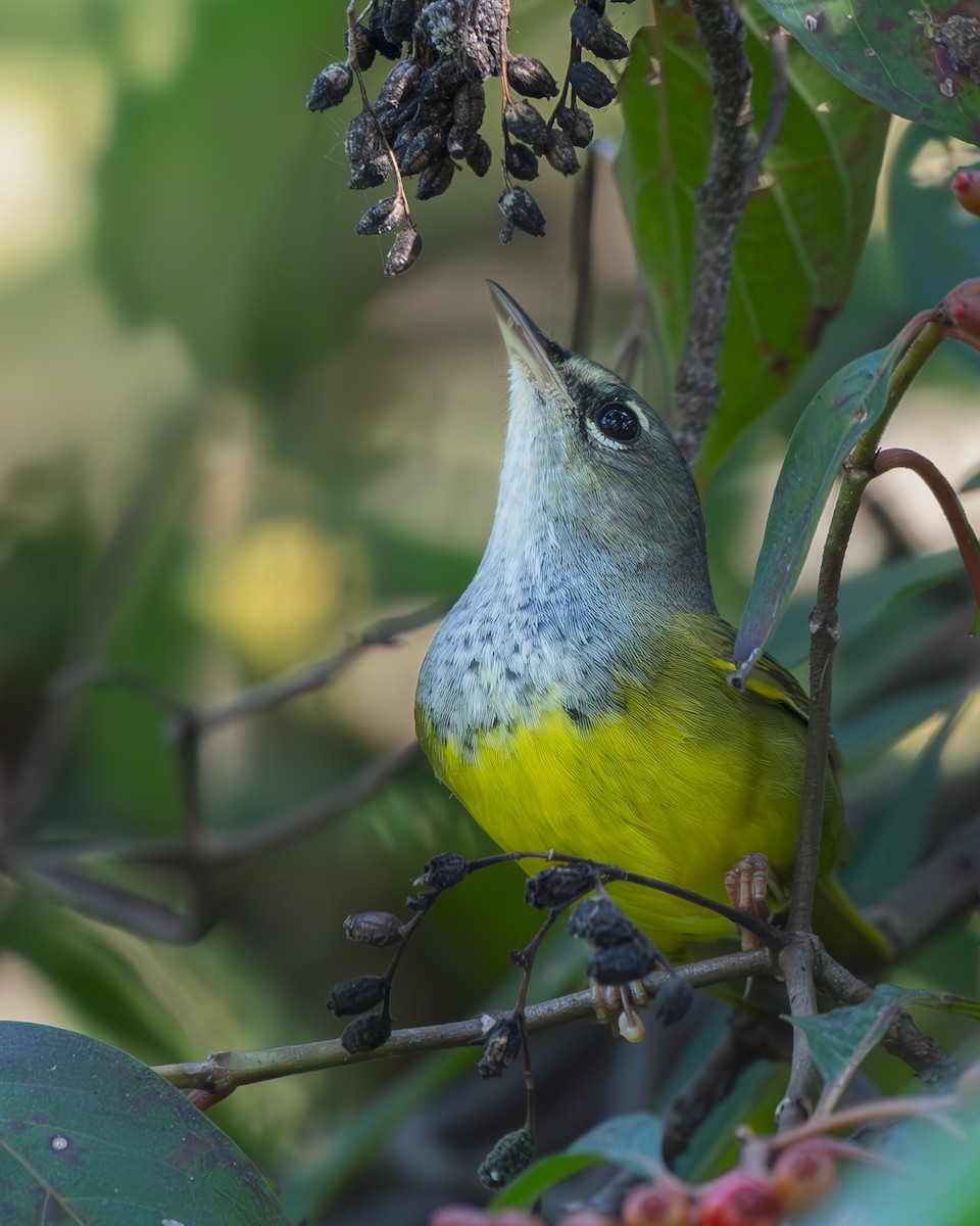 MacGillivray's Warbler - ML642359263