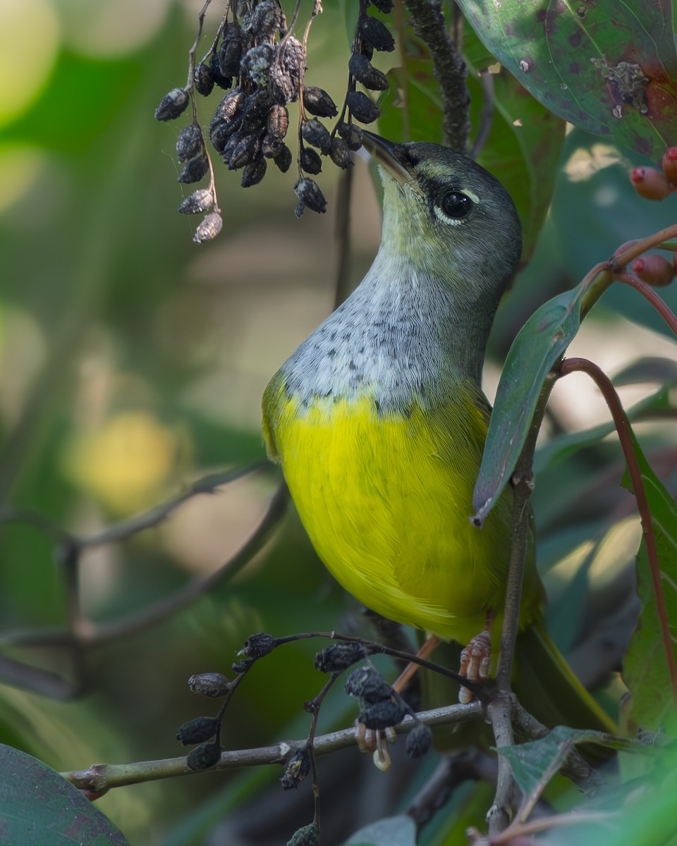 MacGillivray's Warbler - ML642359264