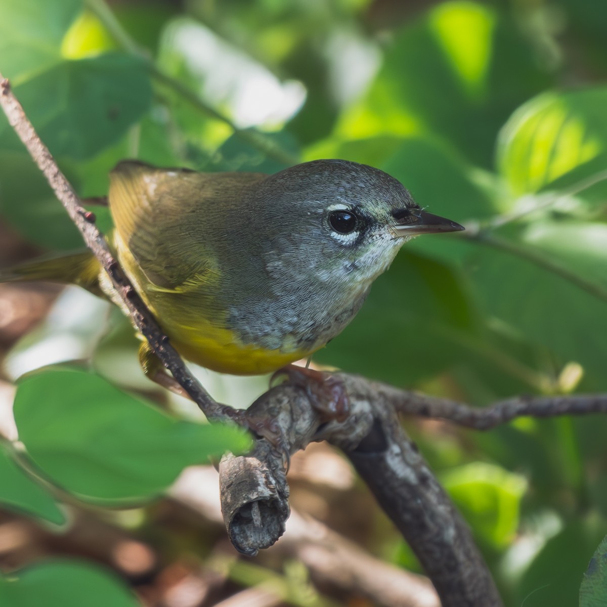 MacGillivray's Warbler - ML642359265