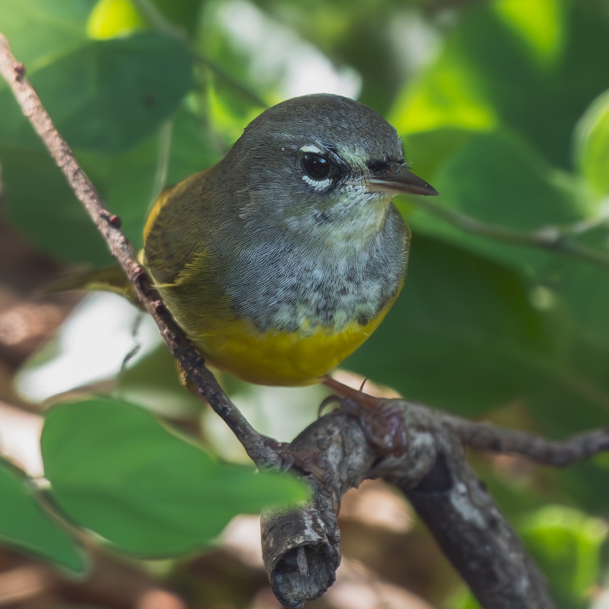 MacGillivray's Warbler - ML642359266