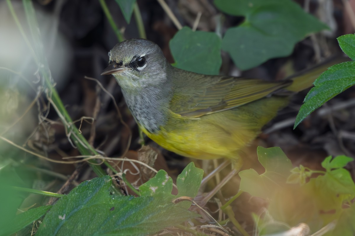 MacGillivray's Warbler - ML642359267