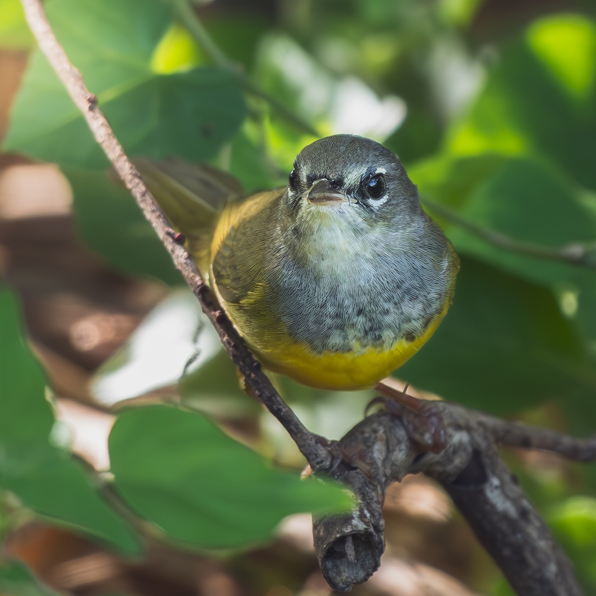 MacGillivray's Warbler - ML642359268