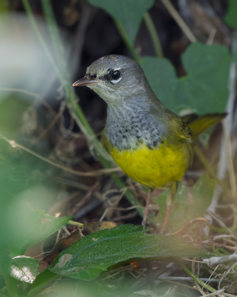 MacGillivray's Warbler - ML642359269