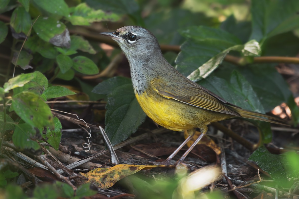 MacGillivray's Warbler - ML642359270