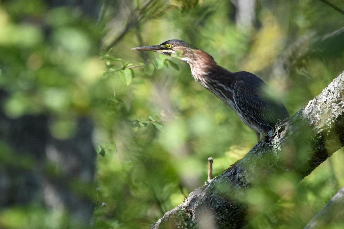 Green Heron - ML642359279