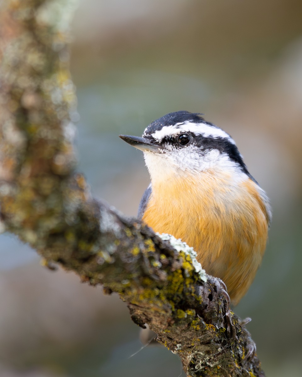 Red-breasted Nuthatch - ML642359300