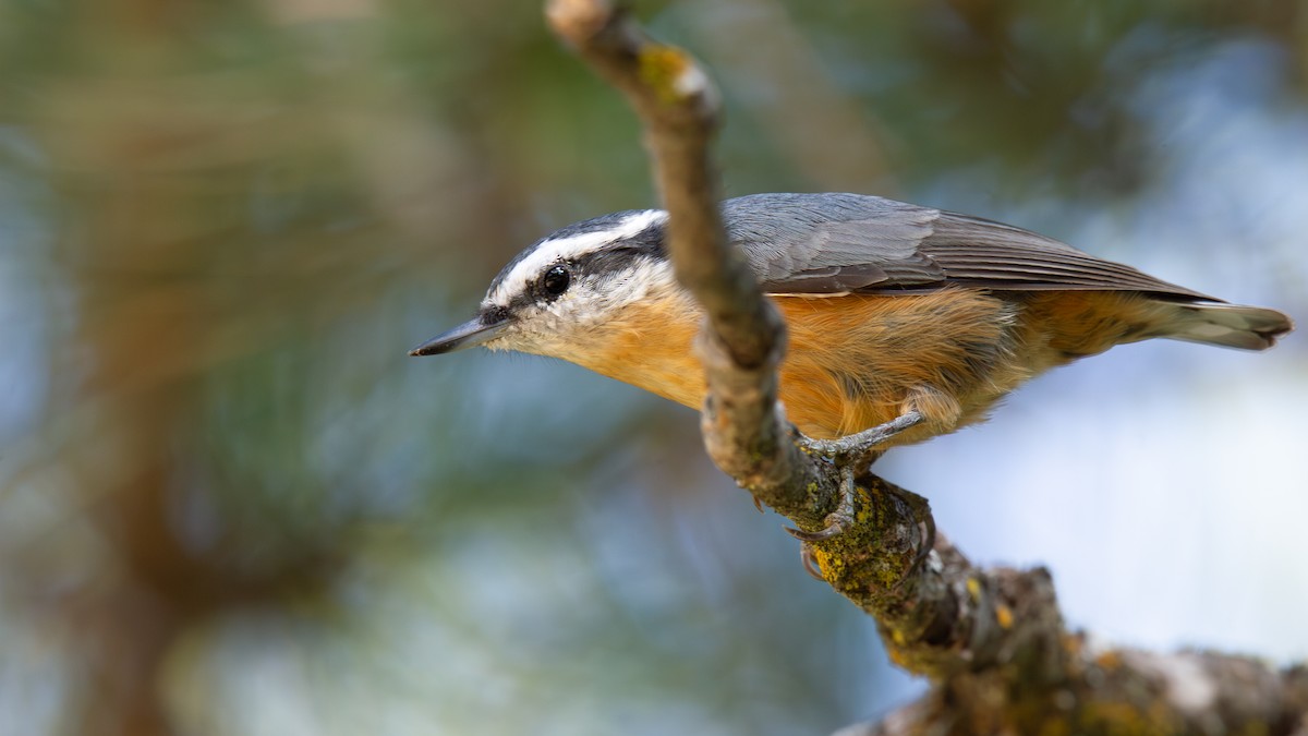 Red-breasted Nuthatch - ML642359302