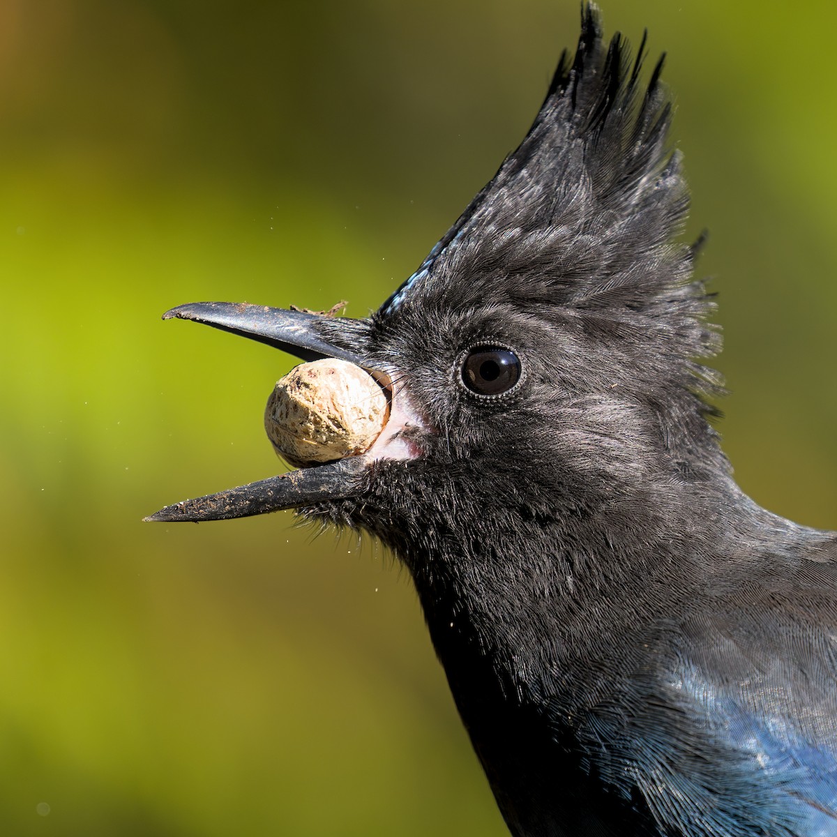 Steller's Jay (Coastal) - ML642359303