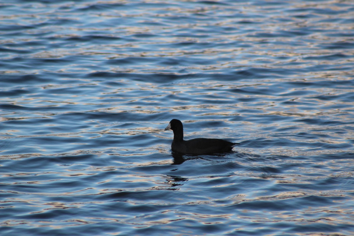 American Coot - ML642359307